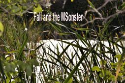 Msonster